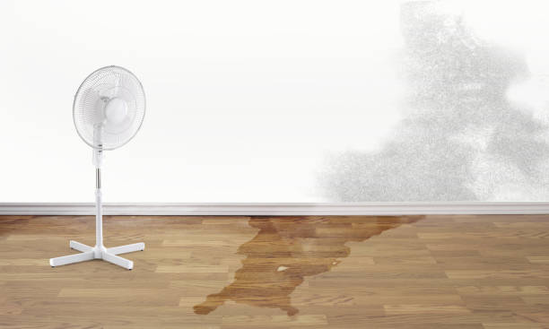Best Mold removal after water damage  in Sands Point, NY